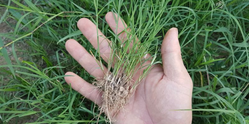 Cỏ Bermuda thích hợp cho các sân bóng ở vùng nhiệt đới và cận nhiệt